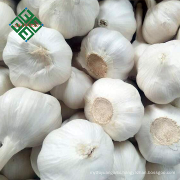 garlic of all packing